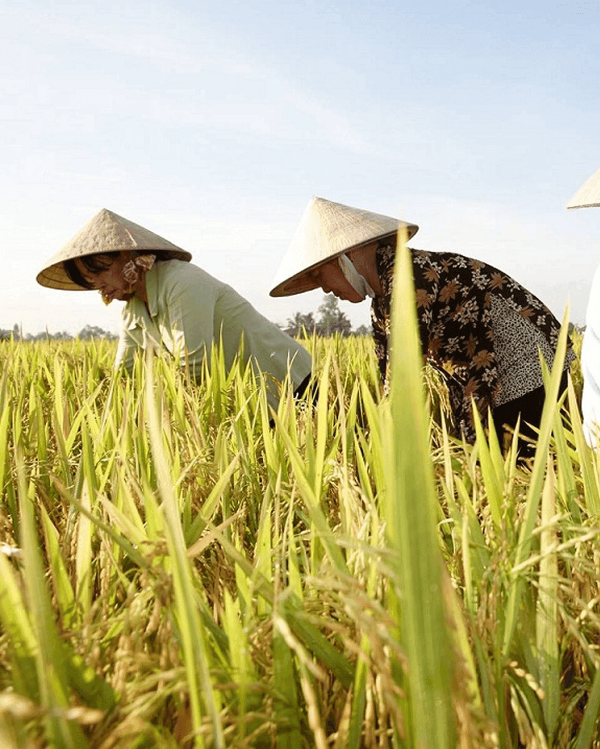 Organic Certification Service