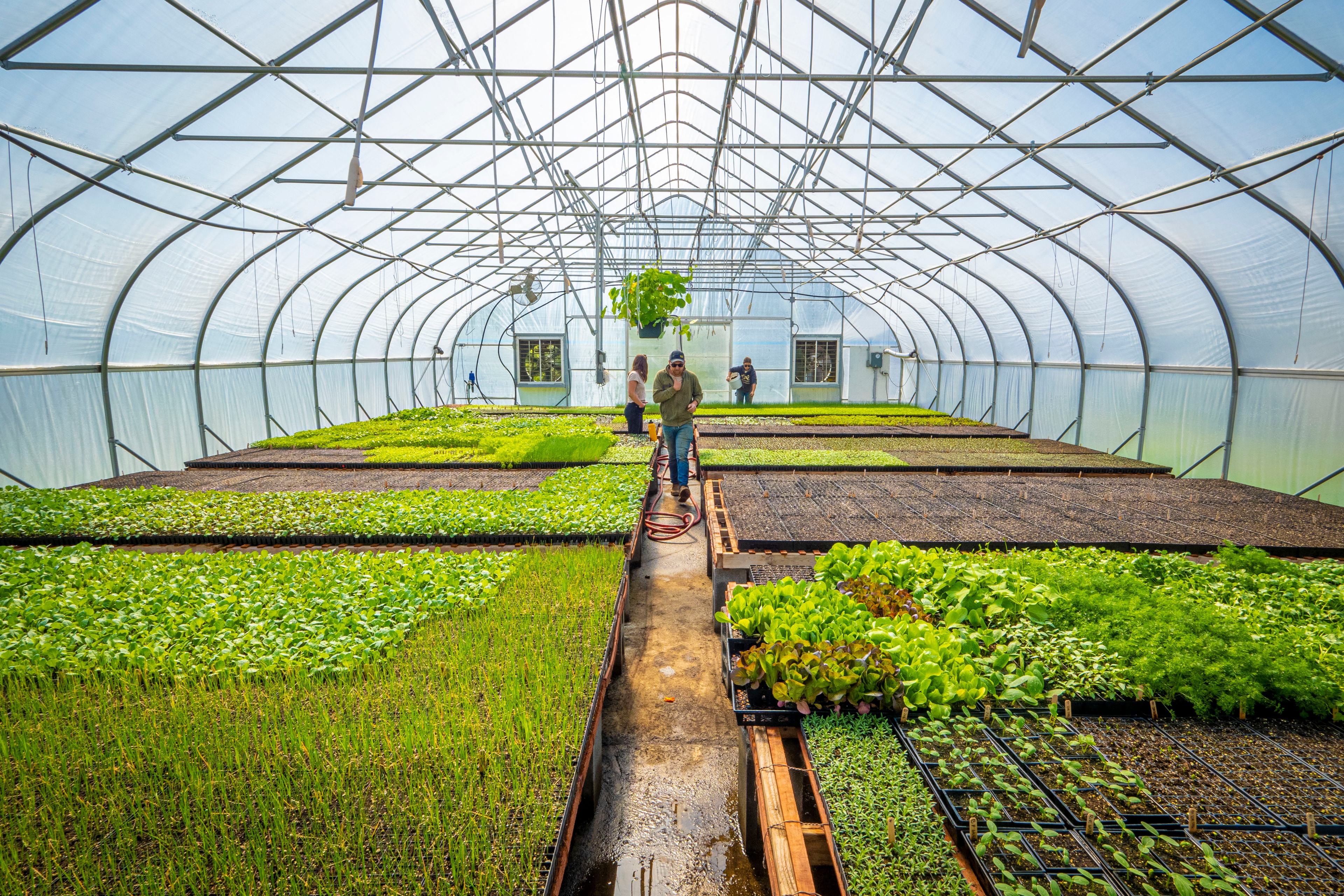 Greenhouse growing vegetables on a farm
