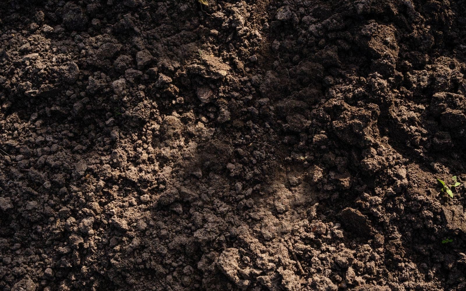 Quality starts from the soil: Flora Global's production philosophy