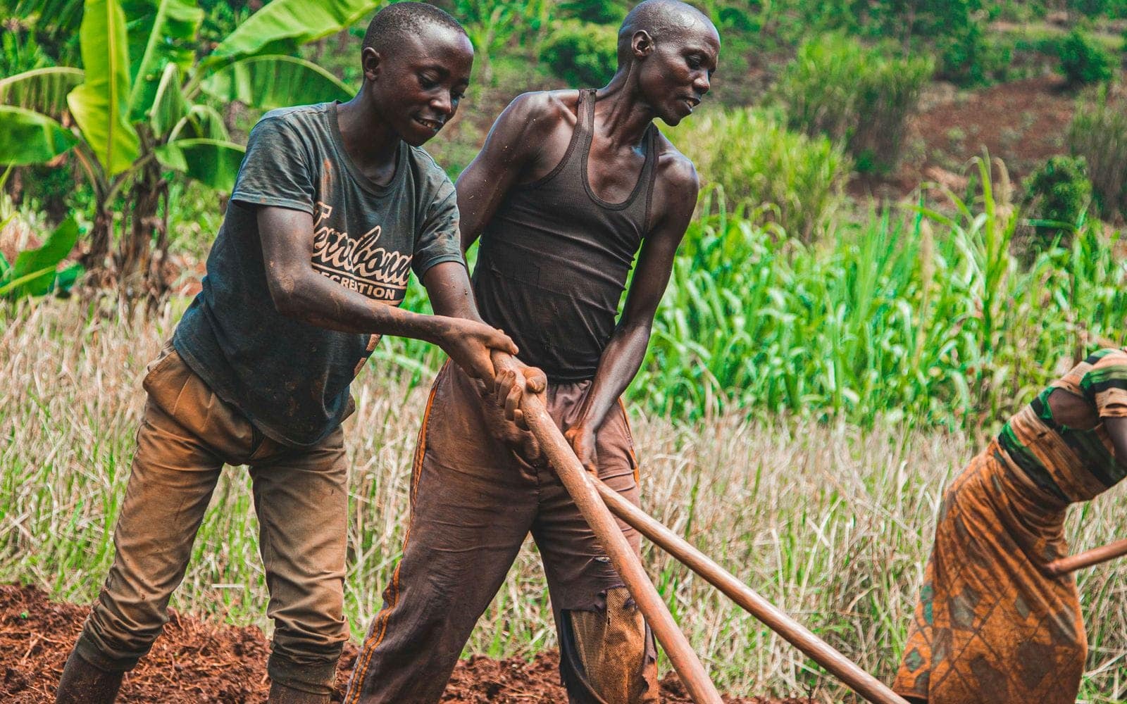 Transition to organic farming: roadmap for the first years