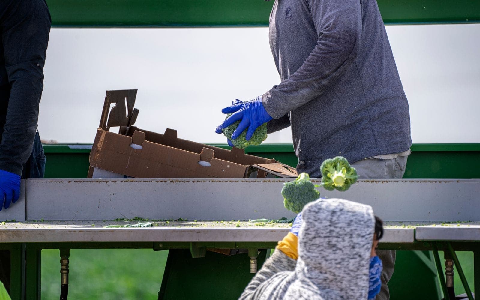 Packaging and labeling organic agricultural products for EU, US and Japanese markets