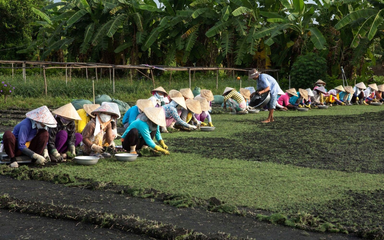 Accompanying farmers: Flora Global's cooperation model