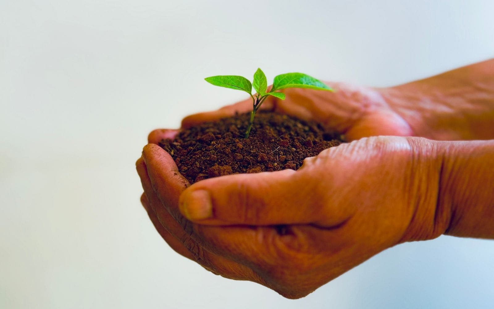 Patience in organic agriculture: why a transition period is necessary