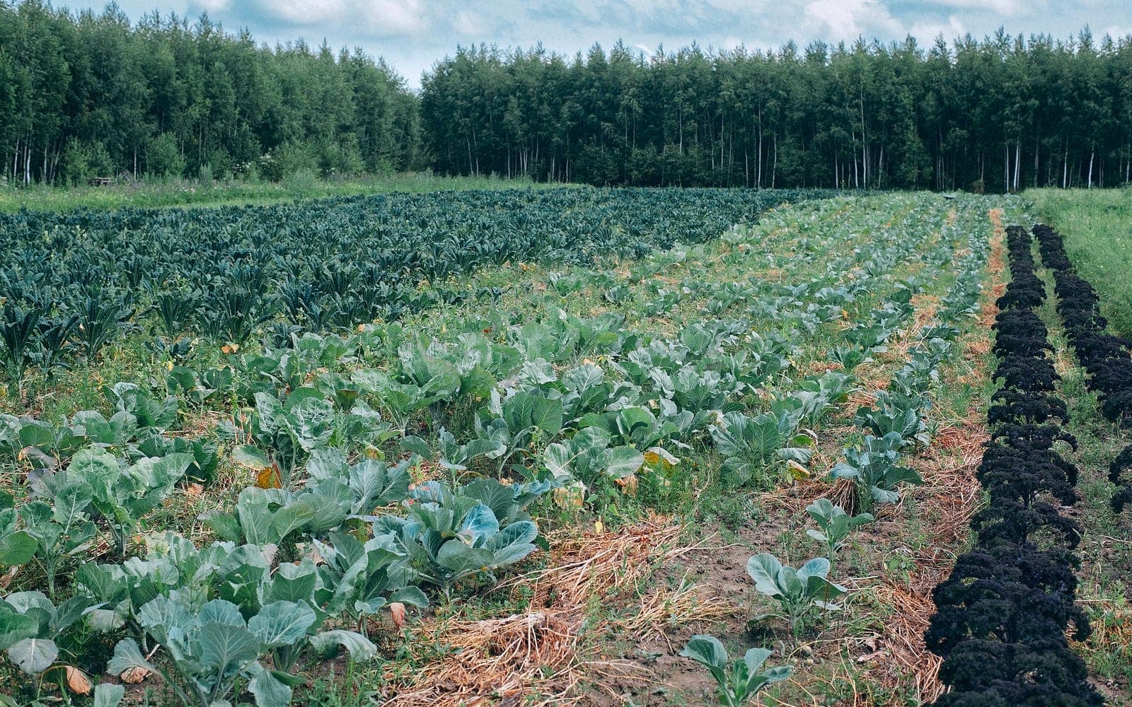 Crop rotation and cover crops: two foundational tools of organic systems