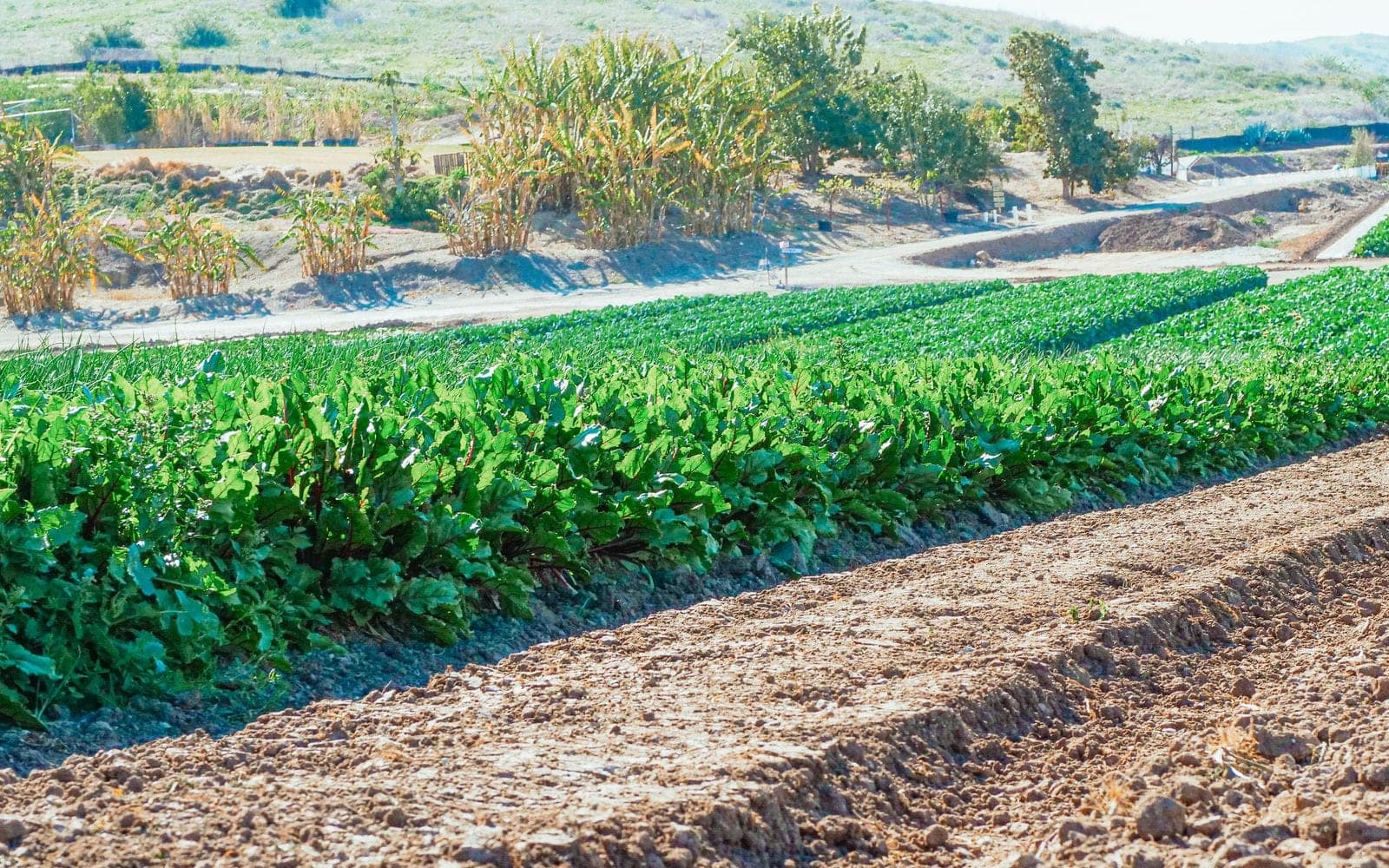 Regenerative agriculture and its relationship to organic farming