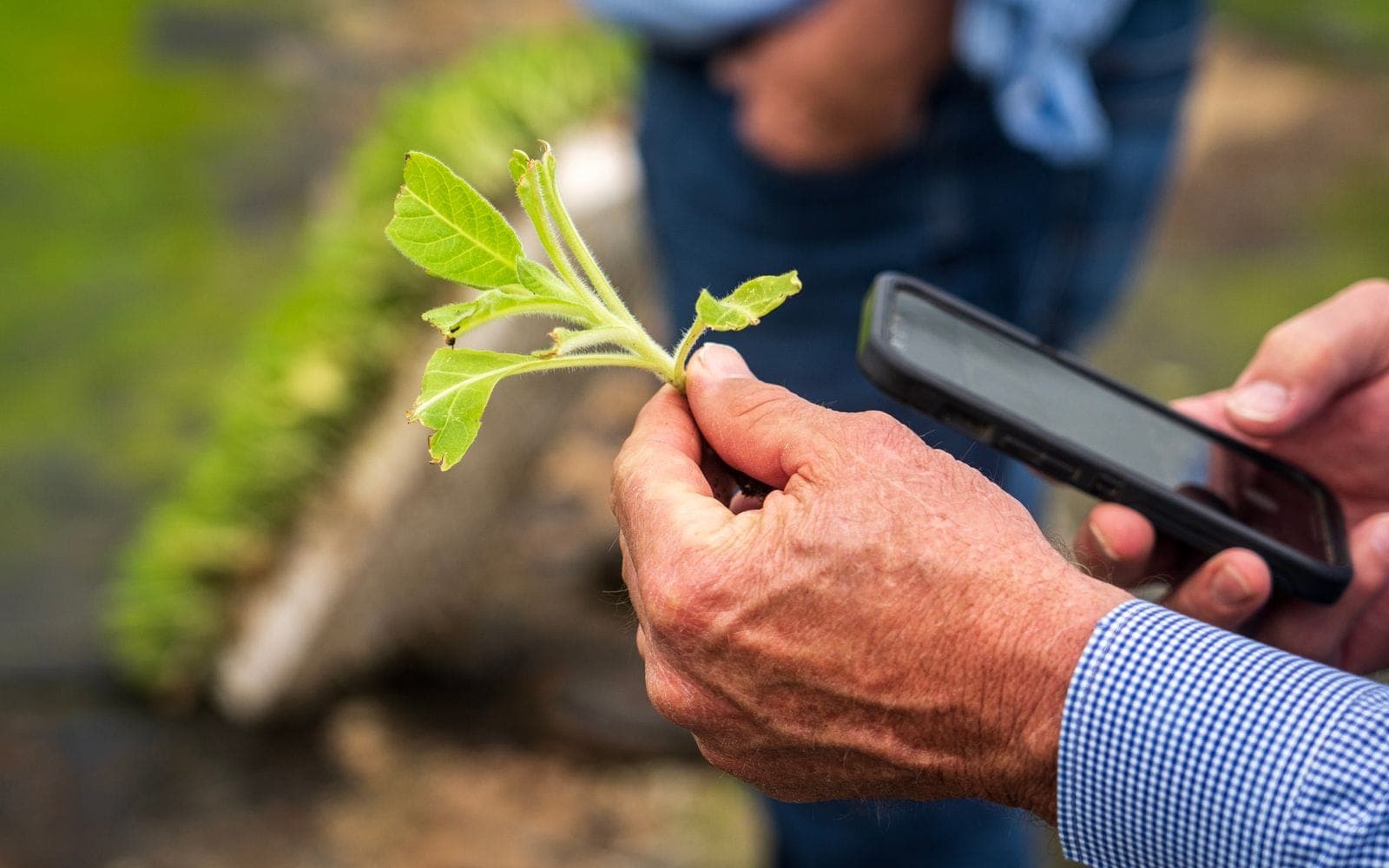 Pest management in organic farming without synthetic chemicals