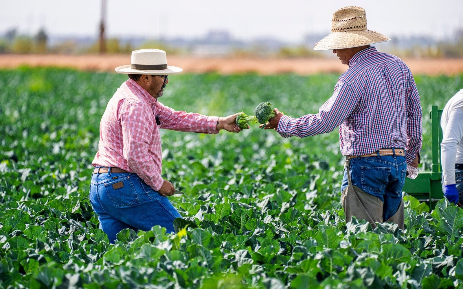 The process of achieving organic certification: from registration to the first audit