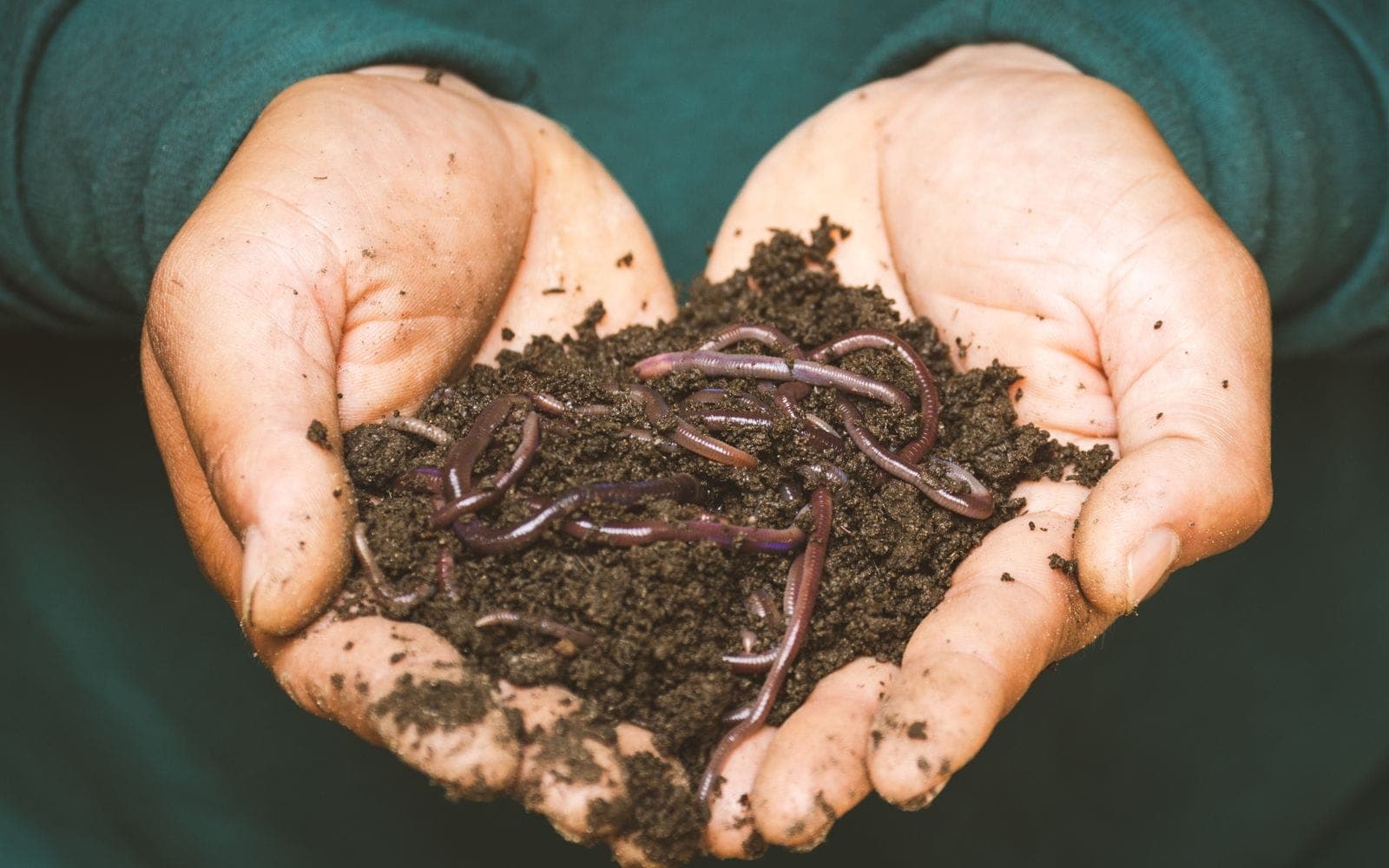 Soil health is fundamental: organic matter, microorganisms and natural fertility