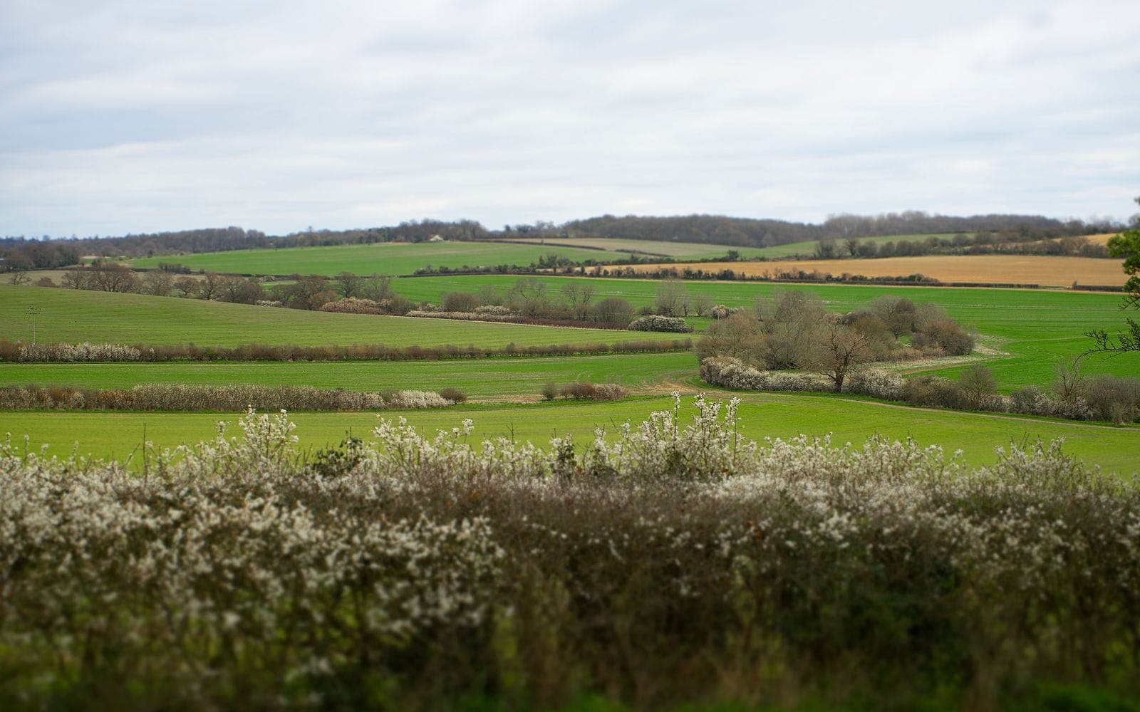 Buffer zones, cross-contamination and risk control on organic farms