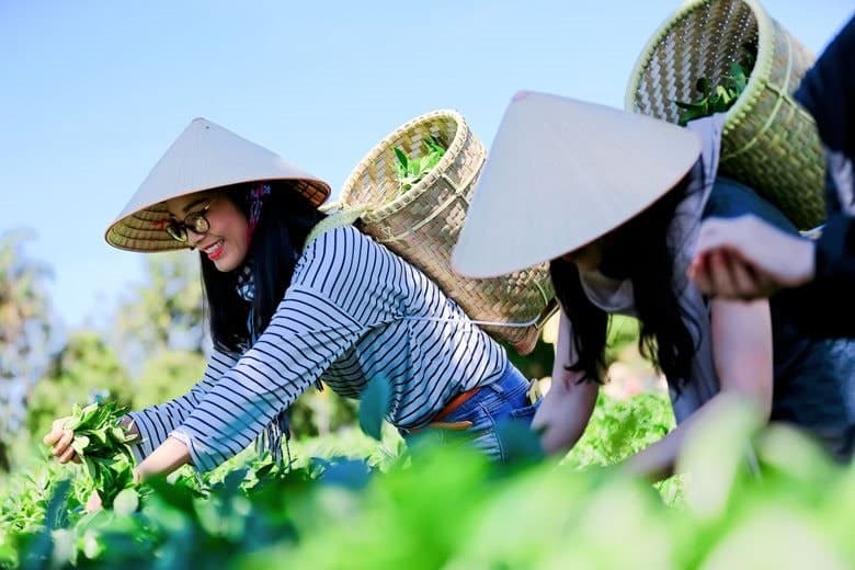 Vietnam promotes the development of organic agriculture