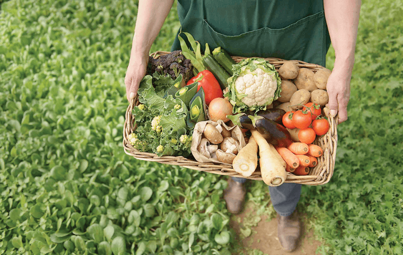 Keeping up with the organic trend: A sustainable direction for Vietnamese agriculture