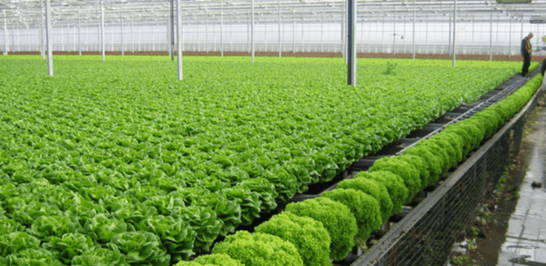 Vietnam promotes organic agriculture from the ISOP 2025 Conference