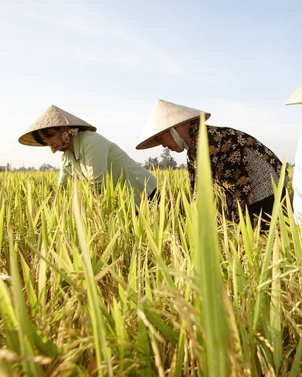 Gạo